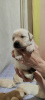 Photo №1. labrador retriever - for sale in the city of Tashkent | 100$ | Announcement № 79599