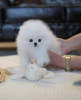 Photo №3. Pomeranian dogs for sale. Australia