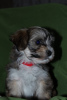 Photo №1. havanese dog - for sale in the city of Москва | negotiated | Announcement № 17971