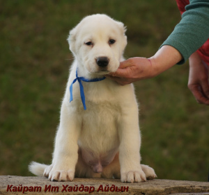 Photo №2 to announcement № 3612 for the sale of central asian shepherd dog - buy in Russian Federation from nursery, breeder