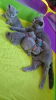 Photo №1. british shorthair - for sale in the city of Bonn | 423$ | Announcement № 121292