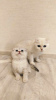 Photo №1. scottish fold - for sale in the city of Daugavpils | negotiated | Announcement № 69530