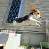 Photo №2 to announcement № 127381 for the sale of beagle - buy in Germany private announcement