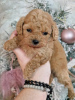 Photo №4. I will sell poodle (toy) in the city of Нови Сад. breeder - price - 634$