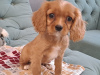 Photo №4. I will sell cavalier king charles spaniel in the city of Belgorod. private announcement - price - 1172$