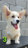 Photo №1. welsh corgi - for sale in the city of Zrenjanin | negotiated | Announcement № 54553