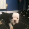 Photo №1. english bulldog - for sale in the city of Cologne | 0$ | Announcement № 30086