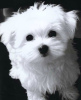 Photo №3. Maltese puppy of 8 weeks available. United States