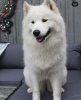 Additional photos: Amazing Samoyed Puppies