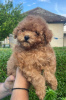 Photo №2 to announcement № 103801 for the sale of poodle (dwarf) - buy in Serbia 