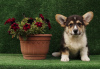 Photo №4. I will sell welsh corgi in the city of Prague. from nursery - price - 1417$