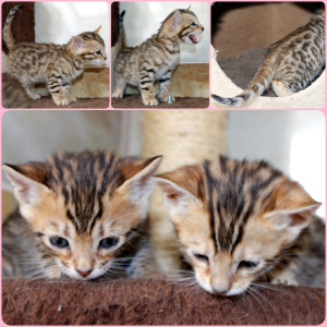 Photo №2 to announcement № 6213 for the sale of bengal cat - buy in Belarus from nursery