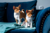 Additional photos: Basenji puppies for sale