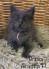 Photo №1. maine coon - for sale in the city of Miękinia | 211$ | Announcement № 40054