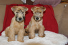 Photo №2 to announcement № 86262 for the sale of soft-coated wheaten terrier - buy in Estonia from nursery