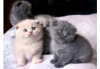 Photo №1. scottish fold - for sale in the city of Антверпен | 264$ | Announcement № 115087