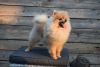 Additional photos: Pomeranian-Pomeranian Boo