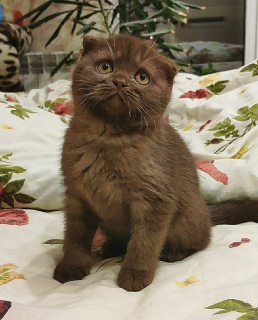 Photo №2 to announcement № 2320 for the sale of scottish fold - buy in Ukraine 