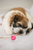 Photo №2 to announcement № 9867 for the sale of shih tzu - buy in Ukraine 