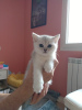 Photo №1. british shorthair - for sale in the city of Aubenas | 792$ | Announcement № 102443