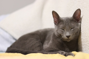 Photo №2. Mating service russian blue. Price - 100$