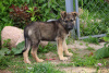 Additional photos: Charming puppies Mark and Mira are urgently looking for a home