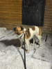 Photo №4. I will sell non-pedigree dogs in the city of St. Petersburg. private announcement - price - Is free