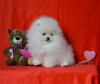 Additional photos: pomeranian