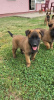 Additional photos: belgian shepherd puppies