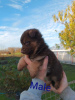 Photo №2 to announcement № 79239 for the sale of german shepherd - buy in Serbia breeder