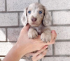 Photo №2 to announcement № 123040 for the sale of dachshund - buy in Hungary 