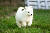 Photo №2 to announcement № 64557 for the sale of samoyed dog - buy in Poland breeder