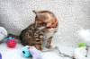Photo №2 to announcement № 107950 for the sale of bengal cat - buy in Germany private announcement, breeder