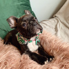 Photo №4. I will sell french bulldog in the city of Sydney. breeder - price - negotiated