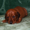 Photo №4. I will sell dachshund in the city of Berlin. private announcement, from nursery, breeder - price - 106$