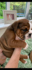 Photo №4. I will sell english bulldog in the city of Bonn. private announcement, breeder - price - 402$