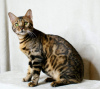 Photo №1. bengal cat - for sale in the city of Москва | 1000$ | Announcement № 9173