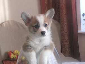 Photo №1. welsh corgi - for sale in the city of Minsk | 850$ | Announcement № 1357