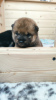Photo №3. Shiba Inu puppies. Russian Federation