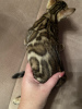 Photo №2 to announcement № 7979 for the sale of bengal cat - buy in Russian Federation from nursery, breeder