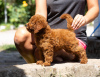 Photo №3. Miniature poodle puppies. Serbia