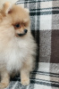Photo №3. Pomeranian puppy. Georgia
