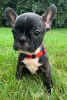 Additional photos: Puppies of French Bulldog Kennel Club