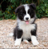 Photo №3. Border Collie puppies. Germany