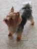 Photo №1. yorkshire terrier - for sale in the city of Yokneam Illit | 700$ | Announcement № 41950