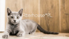 Photo №2 to announcement № 14696 for the sale of russian blue - buy in Poland breeder