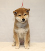 Photo №1. shiba inu - for sale in the city of Yekaterinburg | negotiated | Announcement № 9377