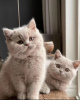 Photo №1. british shorthair - for sale in the city of Peloponnese | Is free | Announcement № 125713