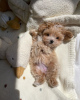 Photo №3. Maltipoo puppies raised in a family home. Germany