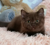 Photo №1. british shorthair - for sale in the city of Lyubertsy | 414$ | Announcement № 21800